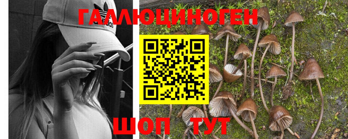 Псилоцибиновые грибы MAGIC MUSHROOMS  магазин продажи наркотиков  Выборг  Галлюциногенные грибы GOLDEN TEACHER  Вход с VPN 